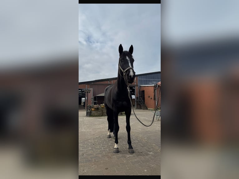 Westfaliano Giumenta Puledri (04/2026) 170 cm Baio nero in Ratingen