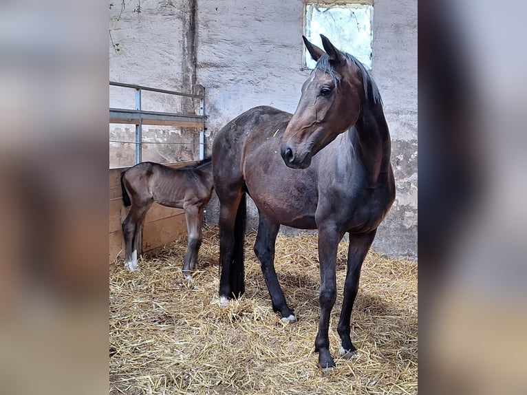 Westfaliano Giumenta  170 cm Baio scuro in Eckenroth