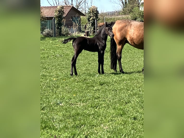 Westfaliano Giumenta Puledri (03/2026) 170 cm Morello in Unna