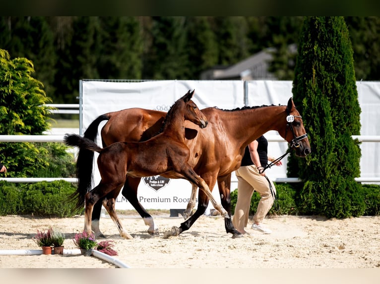 Westfaliano Giumenta Puledri
 (06/2024) 172 cm Baio in Ciechanów