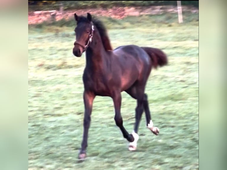 Westfaliano Giumenta  173 cm Baio in Hüllhorst