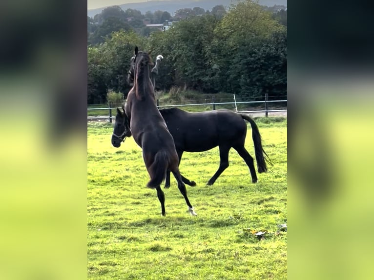 Westfaliano Giumenta  173 cm Baio in Hüllhorst