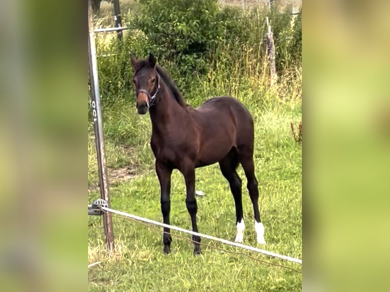 Westfaliano Giumenta  173 cm Baio in Hüllhorst