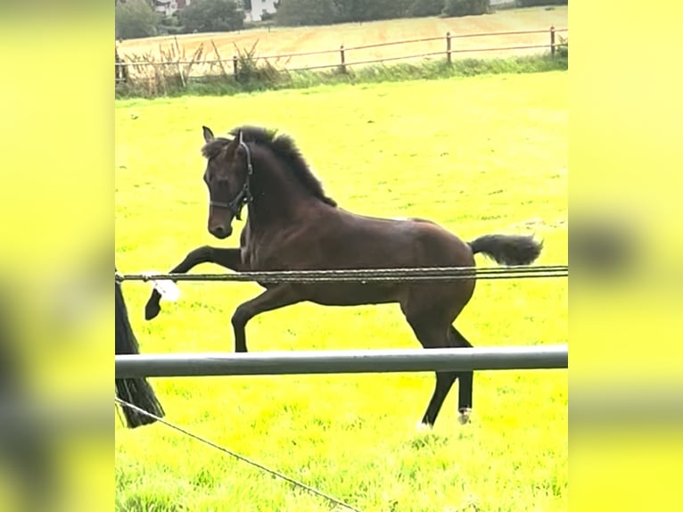 Westfaliano Giumenta  173 cm Baio in Hüllhorst