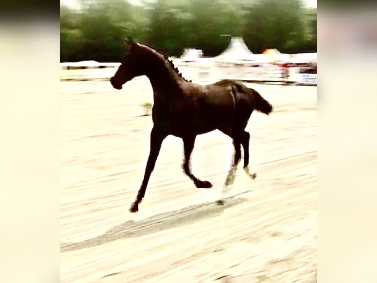 Westfaliano Giumenta  173 cm Baio in Hüllhorst