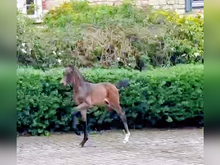 Westfaliano Giumenta Puledri (01/2026) 173 cm Baio nero in Horstmar
