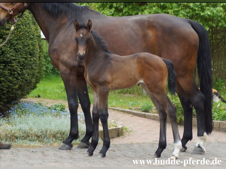 Westfaliano Giumenta Puledri (01/2026) 173 cm Baio nero in Horstmar