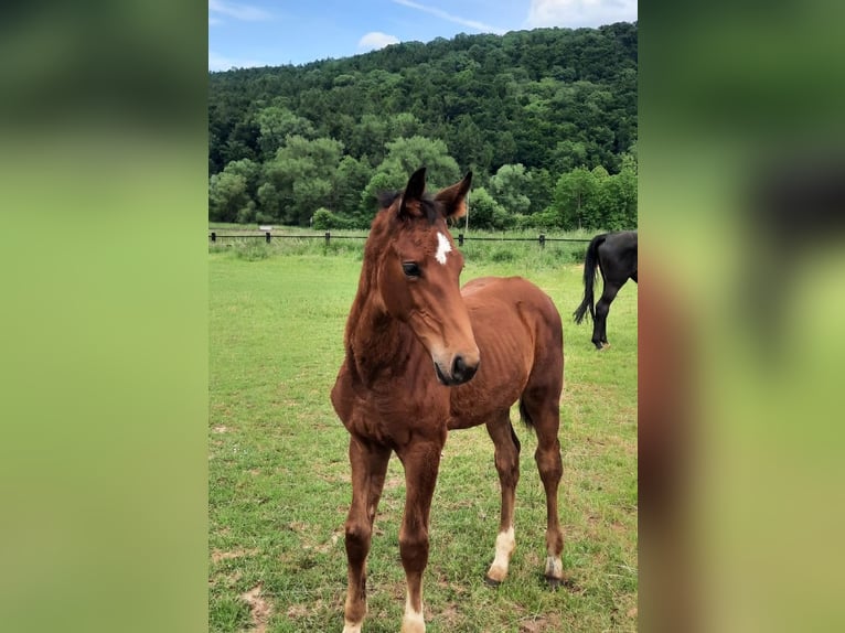 Westfaliano Giumenta Puledri (03/2025) 175 cm Baio in Hofgeismar