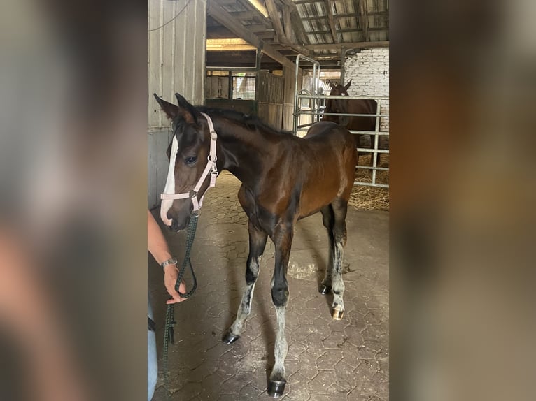 Westfaliano Giumenta Puledri (04/2025) 175 cm Baio nero in Ratingen