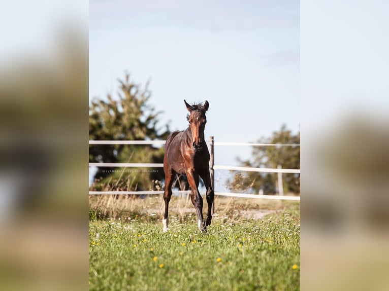 Westfaliano Giumenta Puledri (05/2025) Baio in Bruchsal