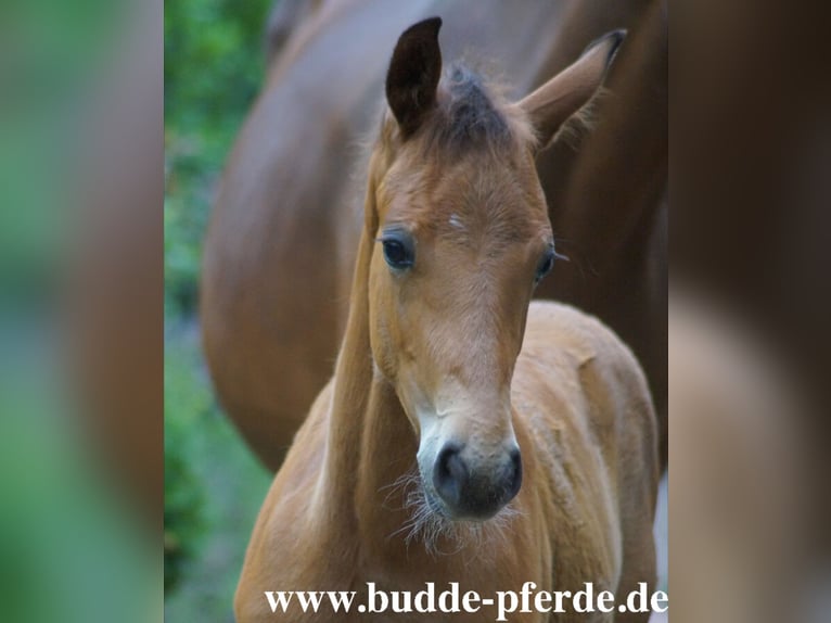 Westfaliano Giumenta Puledri (04/2026) Baio in Horstmar