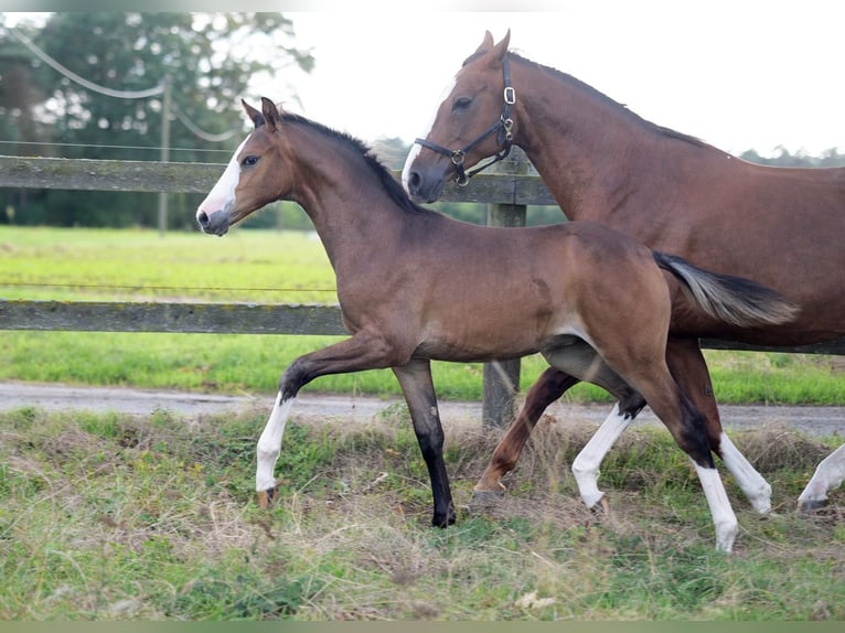 Westfaliano Giumenta Puledri (05/2026) Baio in Herzebrock-Clarholz