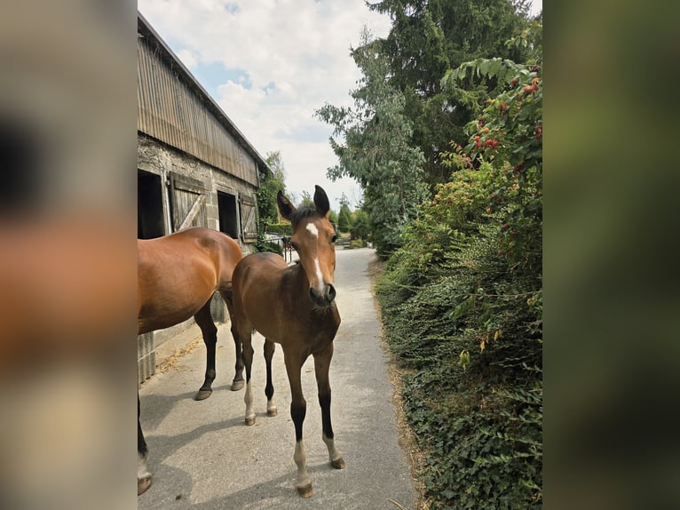 Westfaliano Giumenta Puledri (04/2026) Baio in Soest