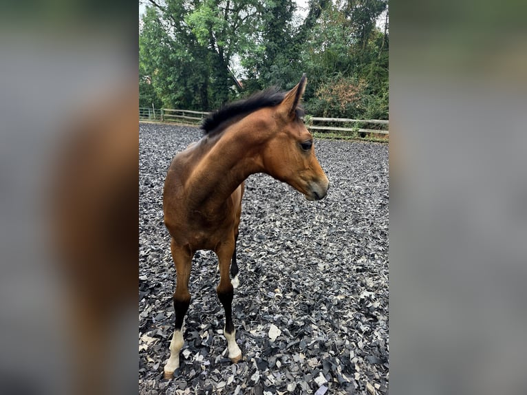 Westfaliano Giumenta Puledri (04/2026) Baio in Soest