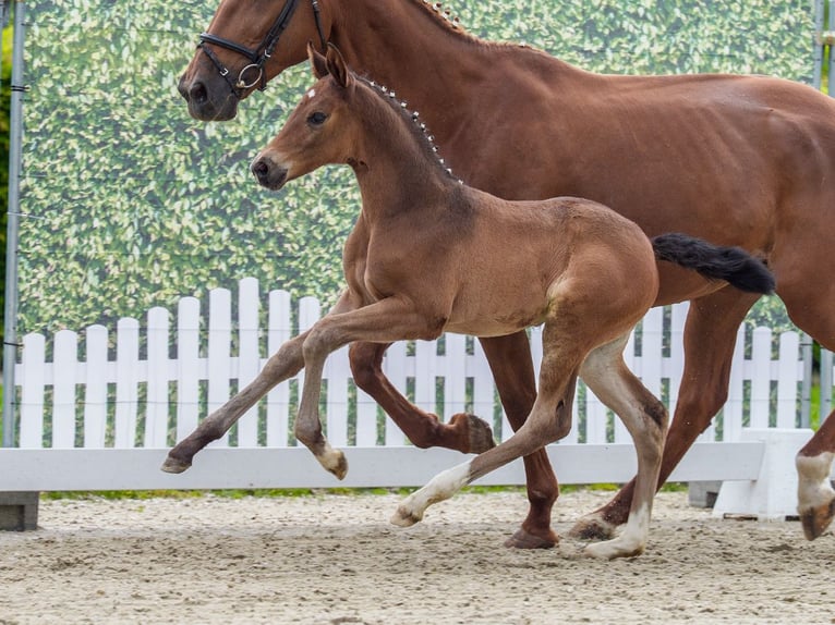 Westfaliano Giumenta Puledri (04/2026) Baio in Mnster-Handorf