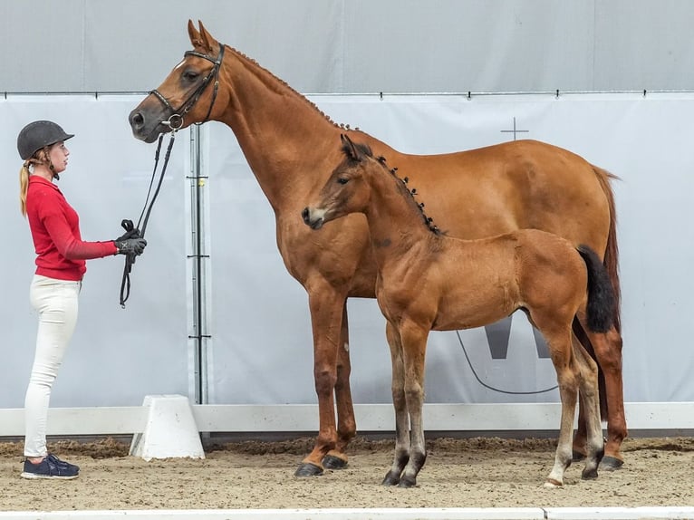 Westfaliano Giumenta Puledri
 (05/2024) Baio in Münster-Handorf