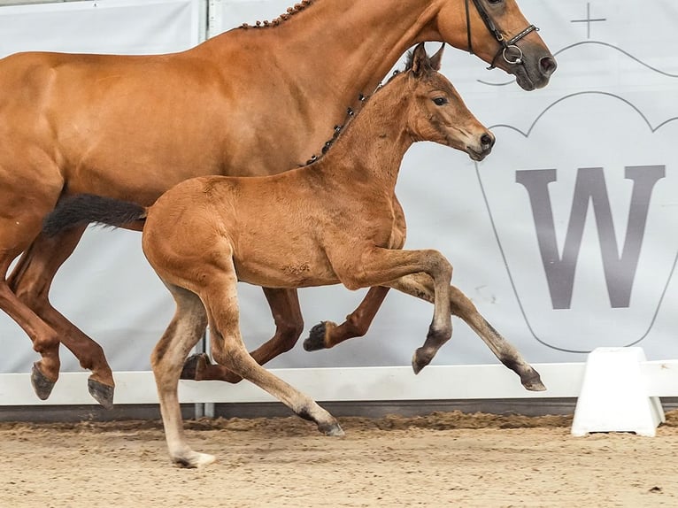 Westfaliano Giumenta Puledri
 (05/2024) Baio in Münster-Handorf