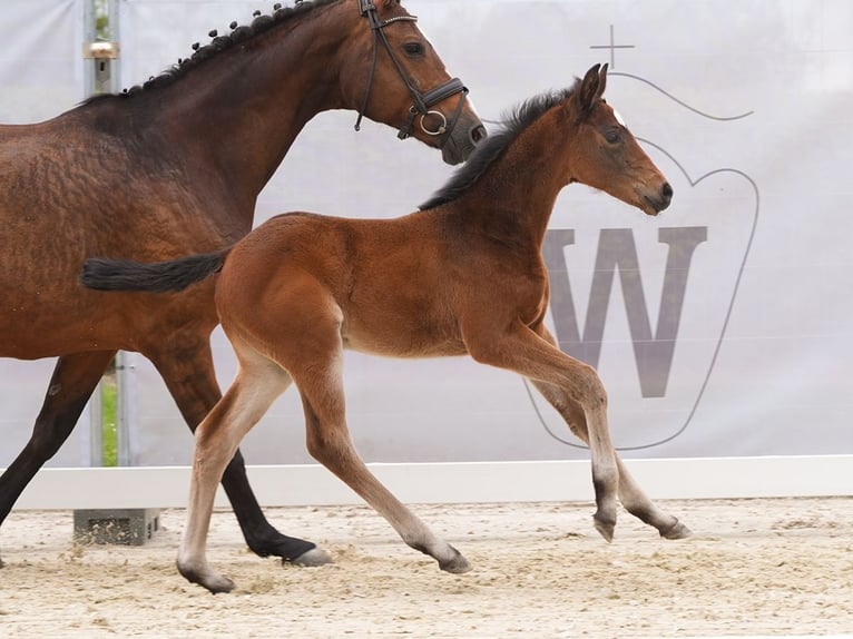 Westfaliano Giumenta Puledri
 (03/2024) Baio in Münster-Handorf