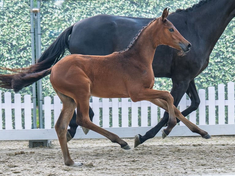 Westfaliano Giumenta  Baio in M&#xFC;nster Handorf