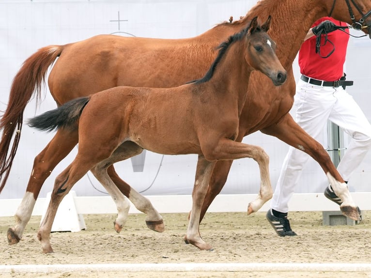 Westfaliano Giumenta Puledri
 (03/2024) Baio in Münster-Handorf