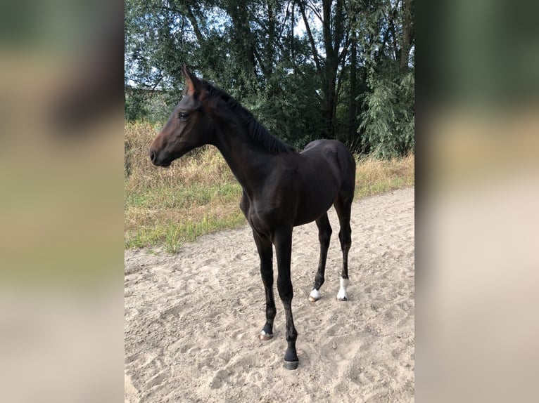 Westfaliano Giumenta Puledri (04/2025) Baio in M&#xFC;nster