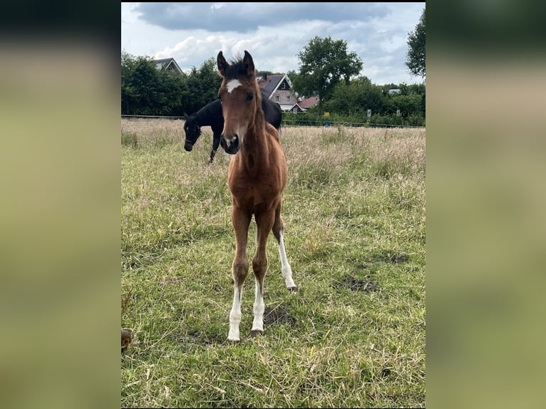 Westfaliano Giumenta  Baio in Vreden