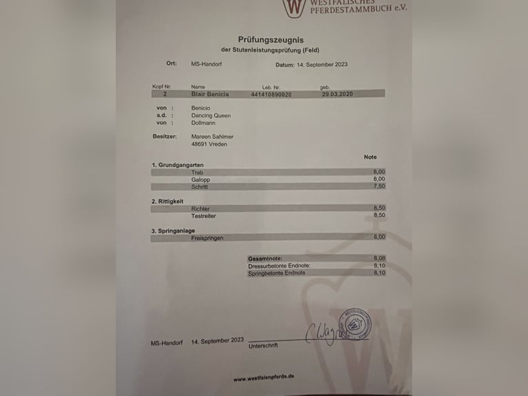 Westfaliano Giumenta  Baio in Vreden