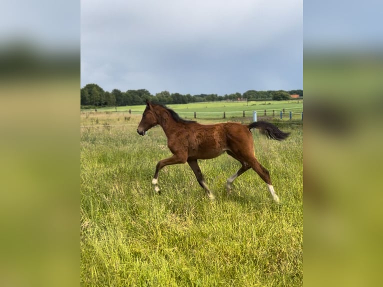Westfaliano Giumenta  Baio in Vreden