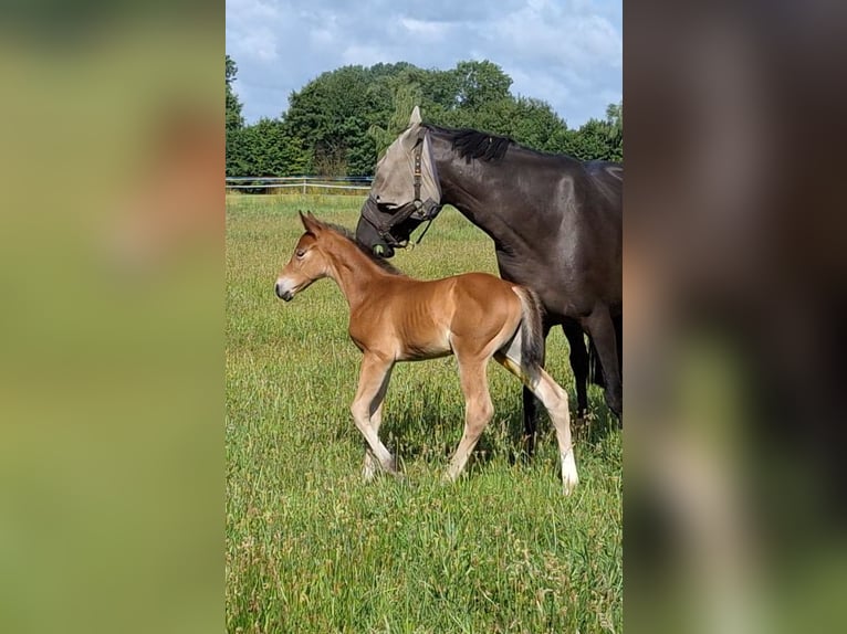 Westfaliano Giumenta  Baio in H&#xF6;rstel