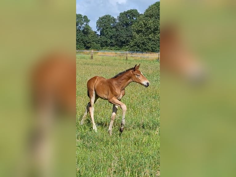Westfaliano Giumenta  Baio in H&#xF6;rstel