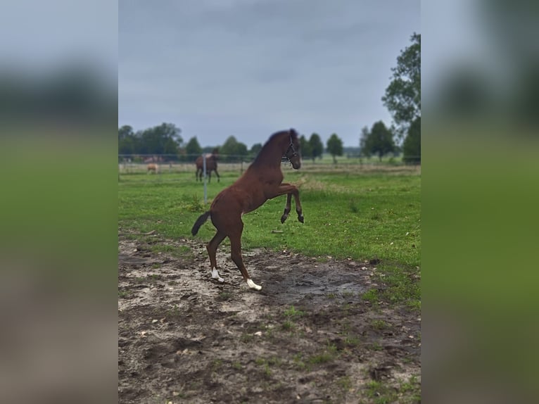 Westfaliano Giumenta Puledri (04/2026) Baio in Rheine