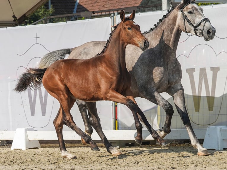 Westfaliano Giumenta Puledri
 (03/2024) Baio in Havixbeck