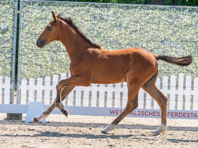 Westfaliano Giumenta Puledri (03/2026) Baio in Mnster-Handorf