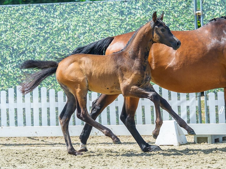 Westfaliano Giumenta Puledri (06/2026) Baio in Mnster-Handorf