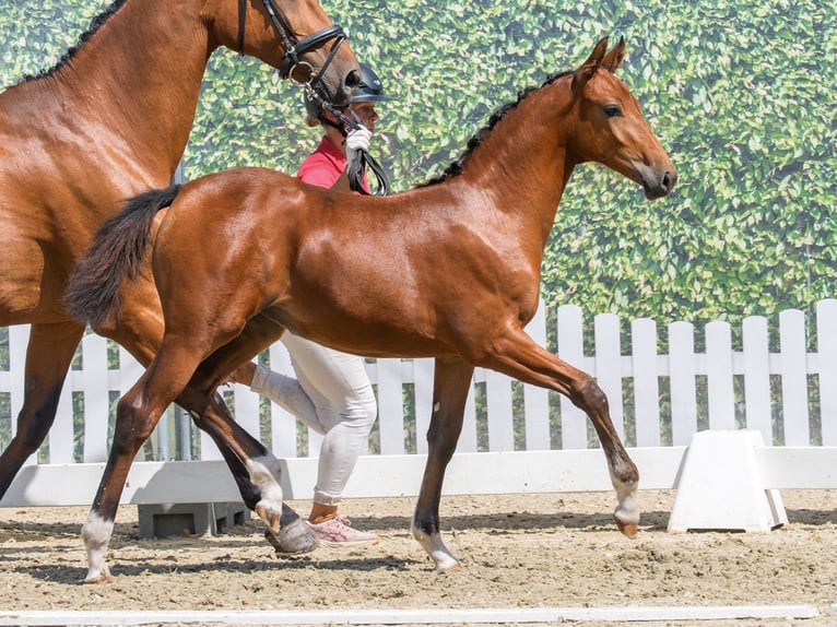Westfaliano Giumenta Puledri (04/2026) Baio in Mnster-Handorf