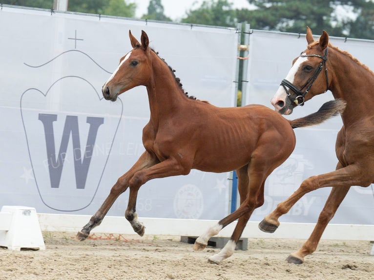 Westfaliano Giumenta Puledri
 (04/2024) Baio in Münster-Handorf