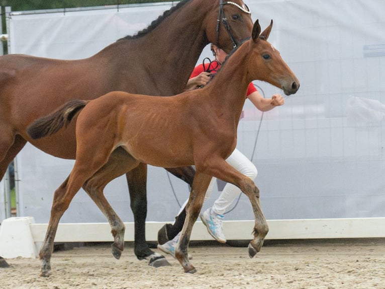 Westfaliano Giumenta Puledri
 (05/2024) Baio in Münster-Handorf