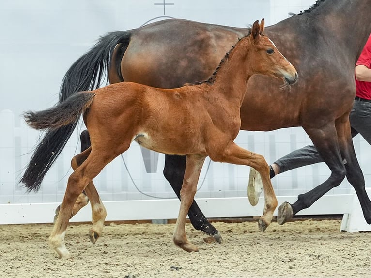 Westfaliano Giumenta Puledri
 (05/2024) Baio in Münster-Handorf