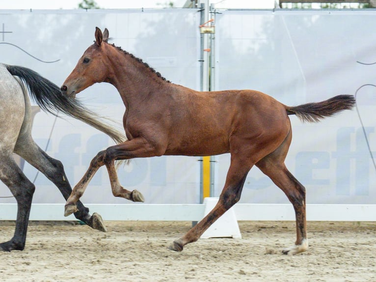 Westfaliano Giumenta Puledri
 (04/2024) Baio in Münster-Handorf