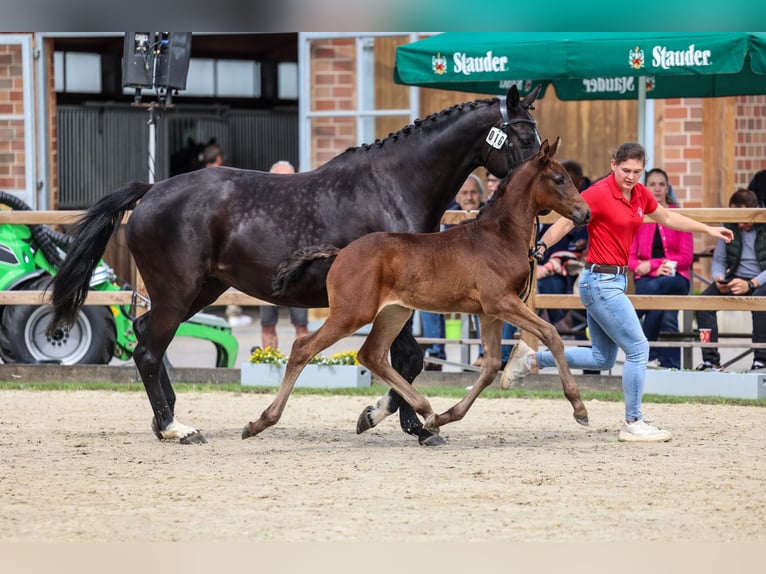 Westfaliano Giumenta Puledri (04/2026) Baio nero in DüsseldorF