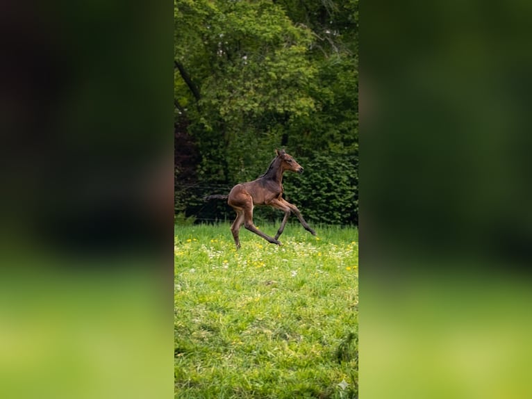 Westfaliano Giumenta Puledri (04/2026) Baio nero in DüsseldorF