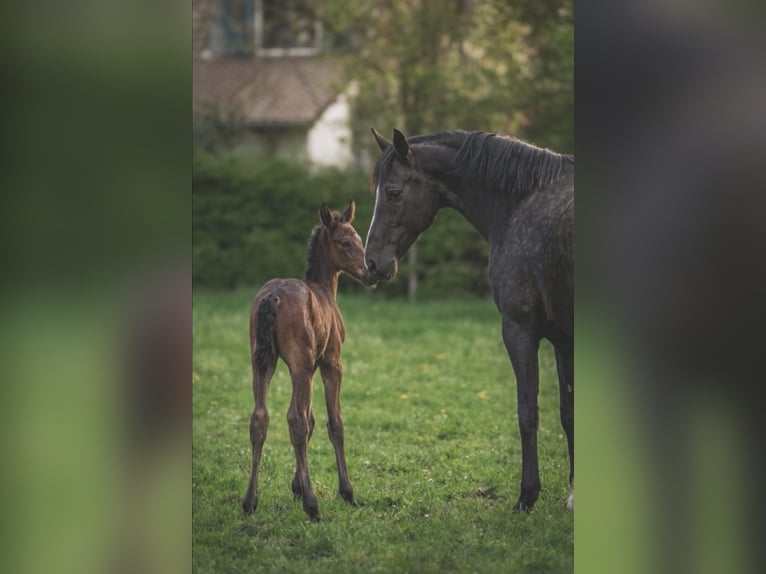 Westfaliano Giumenta Puledri (04/2026) Baio nero in DüsseldorF