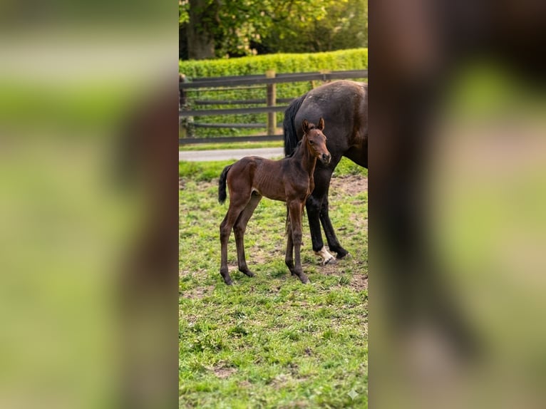 Westfaliano Giumenta Puledri (04/2026) Baio nero in DüsseldorF