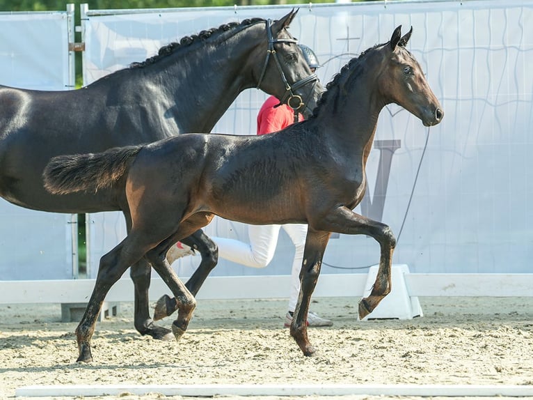 Westfaliano Giumenta Puledri
 (04/2024) Baio scuro in Borken