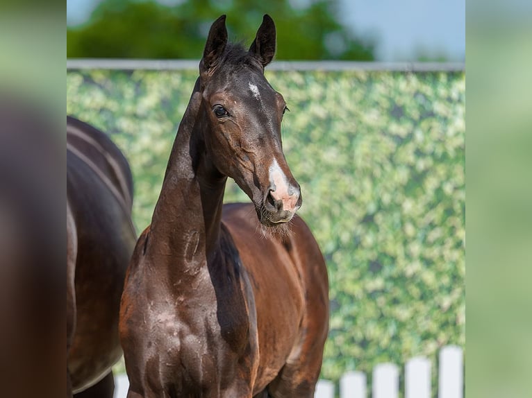 Westfaliano Giumenta Puledri (03/2026) Baio scuro in Mnster-Handorf
