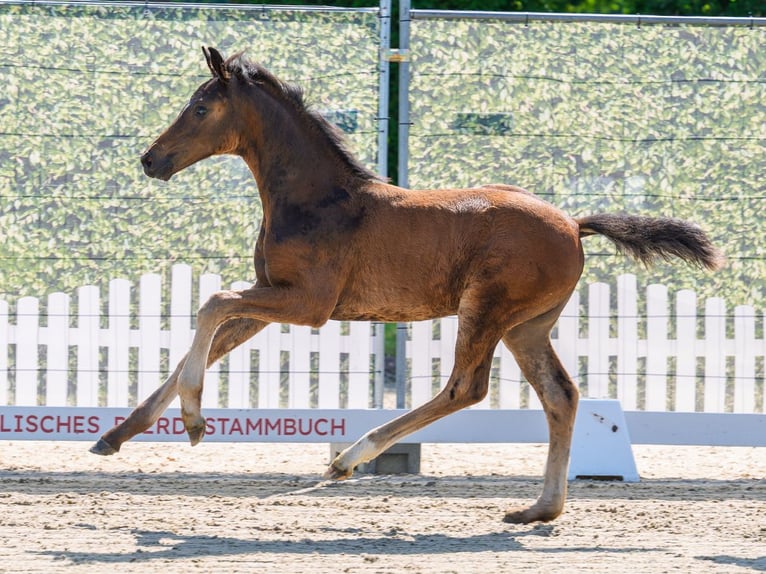 Westfaliano Giumenta Puledri (04/2026) Baio scuro in Mnster-Handorf