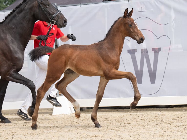 Westfaliano Giumenta Puledri
 (06/2024) Baio scuro in Münster-Handorf