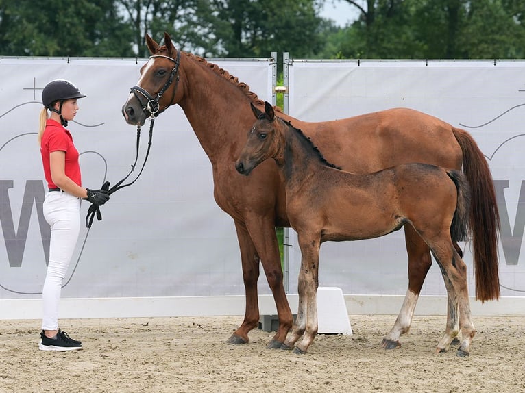 Westfaliano Giumenta Puledri
 (06/2024) Baio scuro in Münster-Handorf