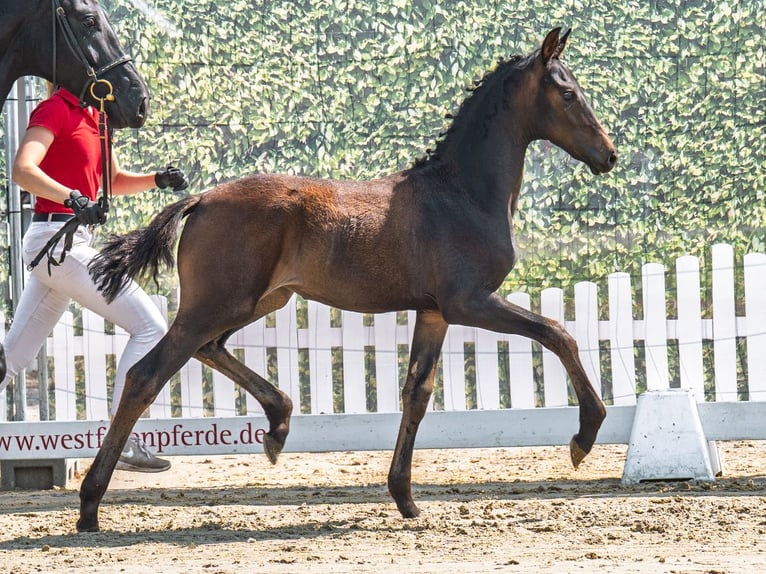 Westfaliano Giumenta Puledri (05/2025) Baio scuro in M&#xFC;nster-Handorf