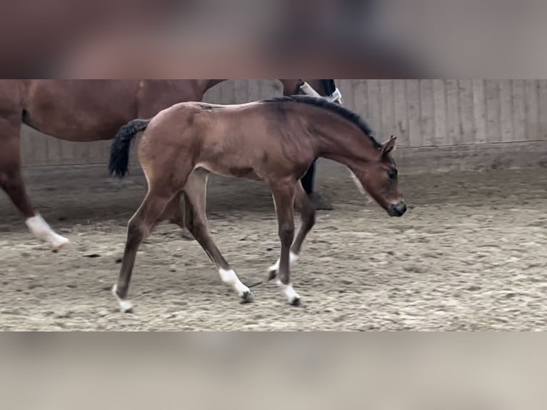 Westfaliano Giumenta  Baio scuro in MünsterMünster